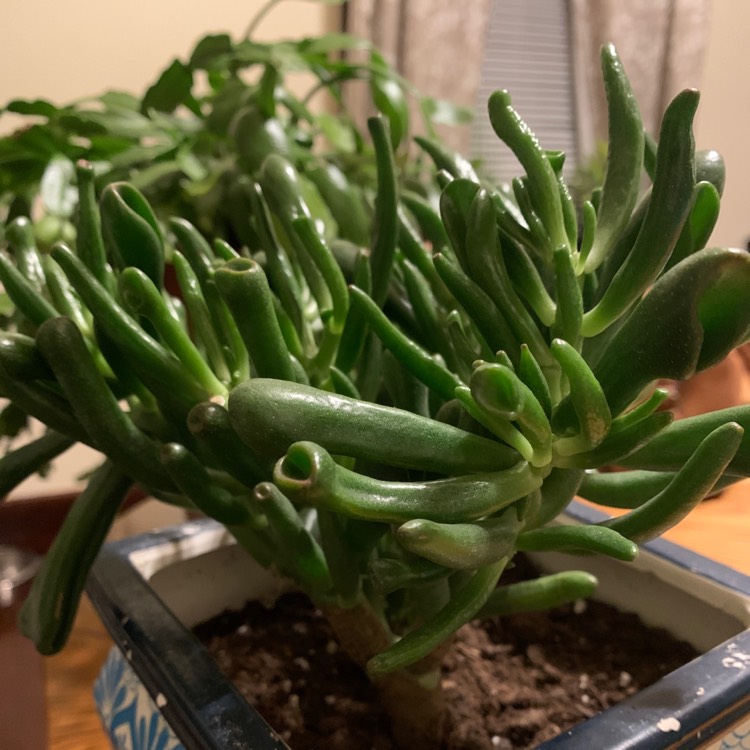 Plant image Crassula Ovata 'Gollum'