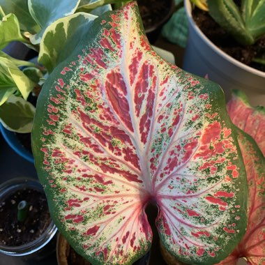 Caladium