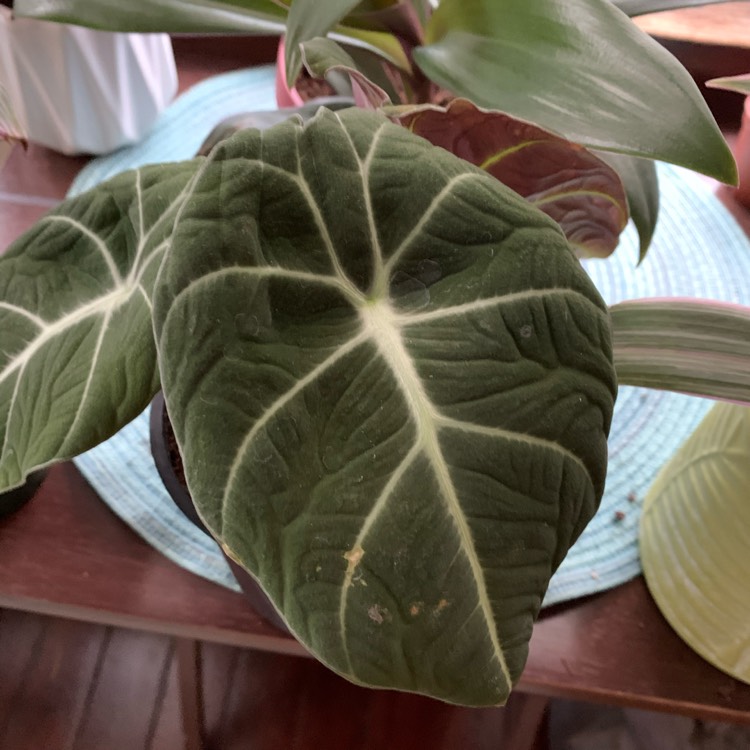 Plant image Alocasia reginula