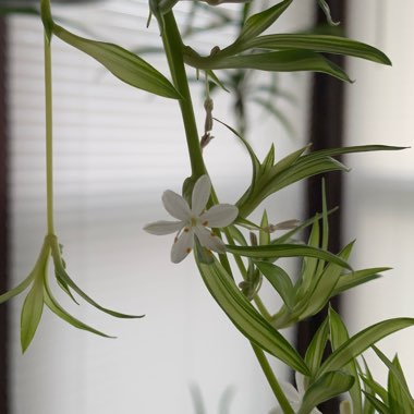 Spider Plant 'Picturatum'