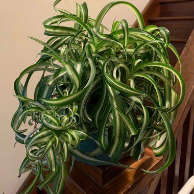 Spider Plant 'Bonnie'