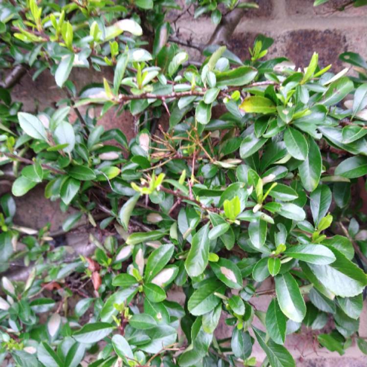 Plant image Pyracantha coccinea 'Red Column'