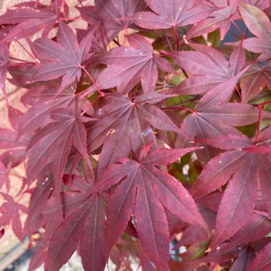 Cut Leaf Japanese Maple 'Crimson Queen'