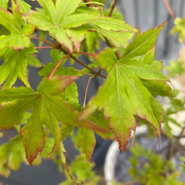 Acer Palmatum 'Osakazuki'