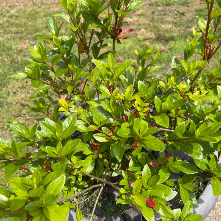 plant image 1504149