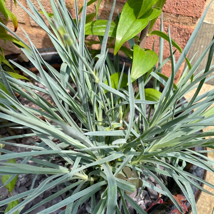 plant image 1504153