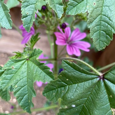 Oxford Cranesbill 'Wargrave Pink'