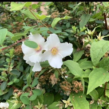 Mock orange 'Belle Etoile'