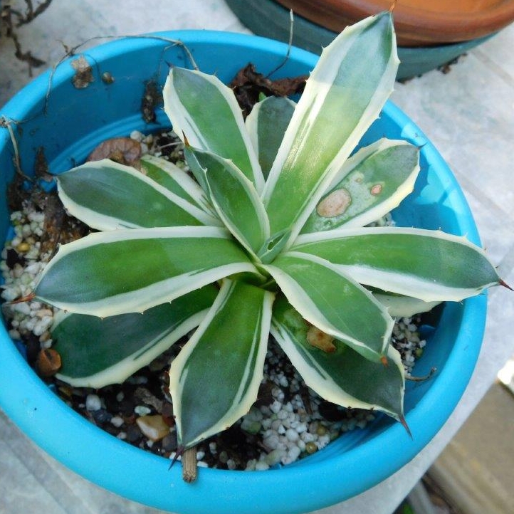 Plant image Agave Applanta Cream Spike