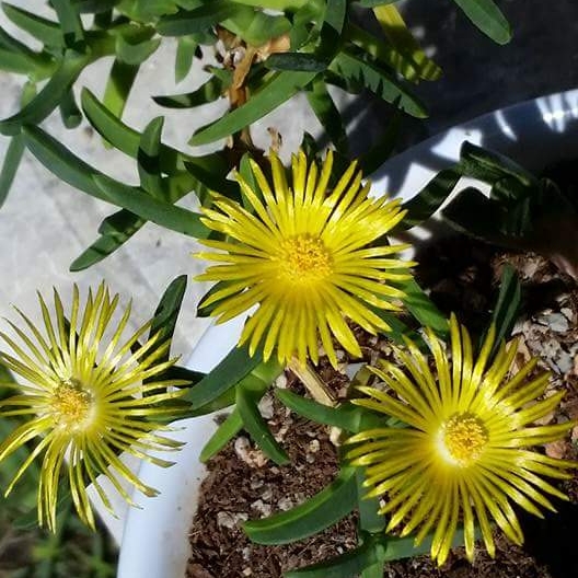 Plant image Mesembryanthemum spectabile syn. Lampranthus spectabilis 'Yellow'