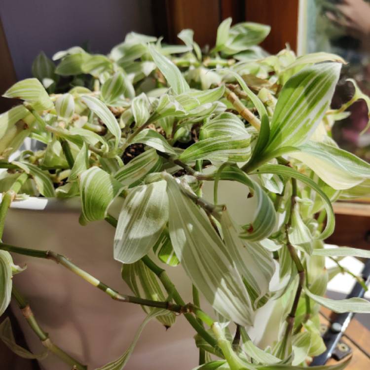 Tradescantia fluminensis 'Albovittata', Giant White Inch Plant ...