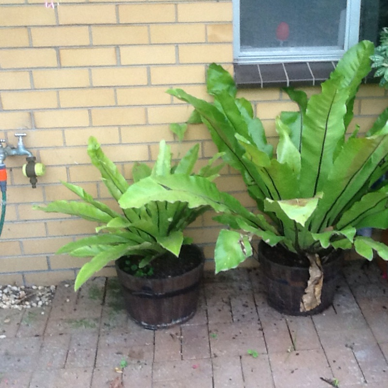 Asplenium scolopendrium