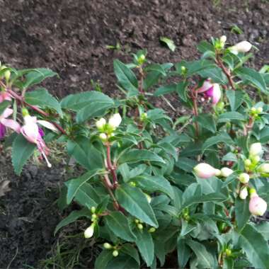 Fuchsia (Half-Hardy)