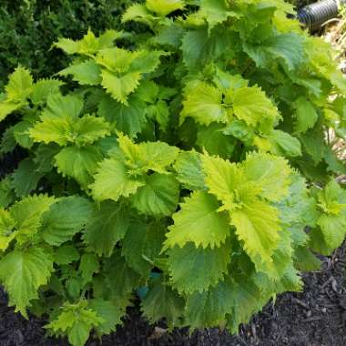 Solenostemon scutellarioides  syn. Plectranthus scutellarioides, Coleus scutellarioides, Coleus blumei