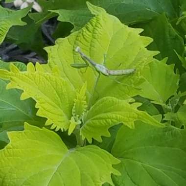 Solenostemon scutellarioides  syn. Plectranthus scutellarioides, Coleus scutellarioides, Coleus blumei