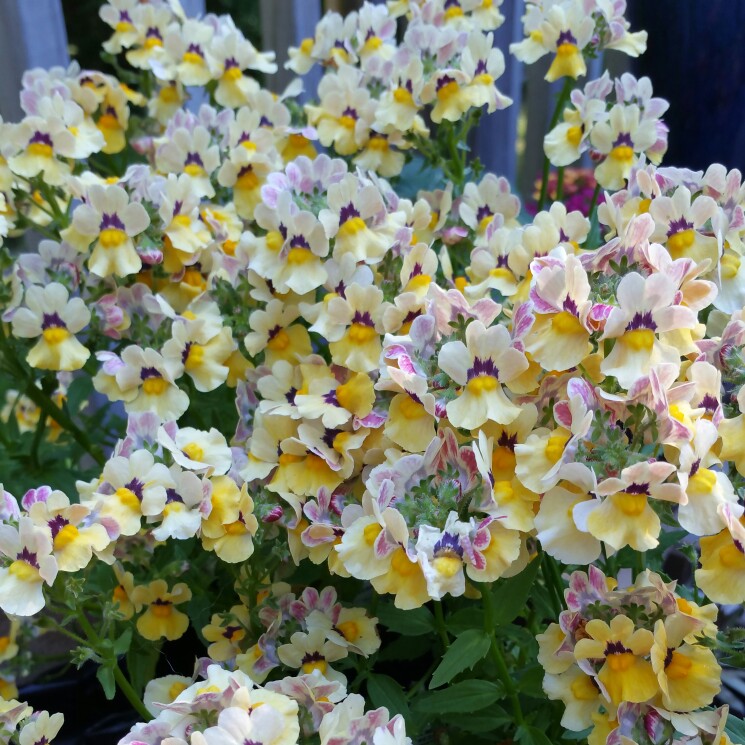 Plant image Nemesia 'Nesia Sunshine'