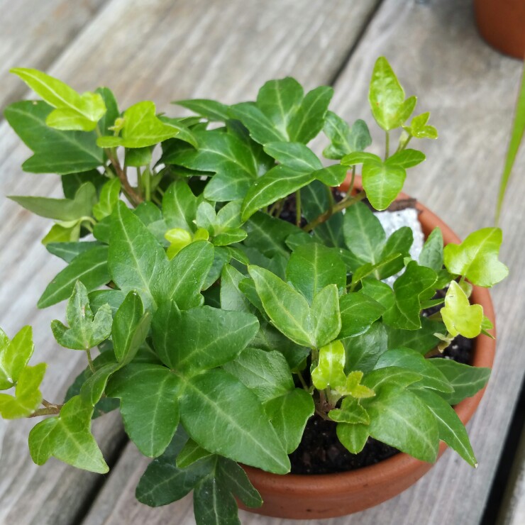 Plant image Hedera helix 'Thorndale'