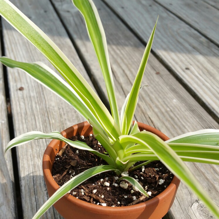 plant image 174745