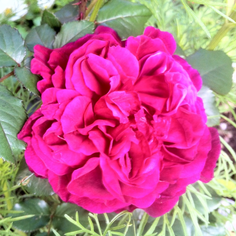 Plant image Rosa 'LD Braitwaite'