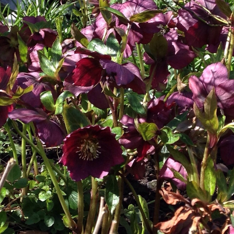 Plant image Helleborus x hybridus 'Queen Of The Night' (Queen Series)