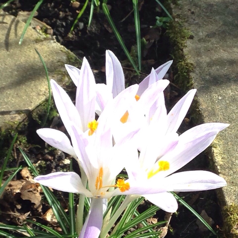 Plant image Crocus suworowianus syn. Crocus kotschyanus subsp. suworowianus