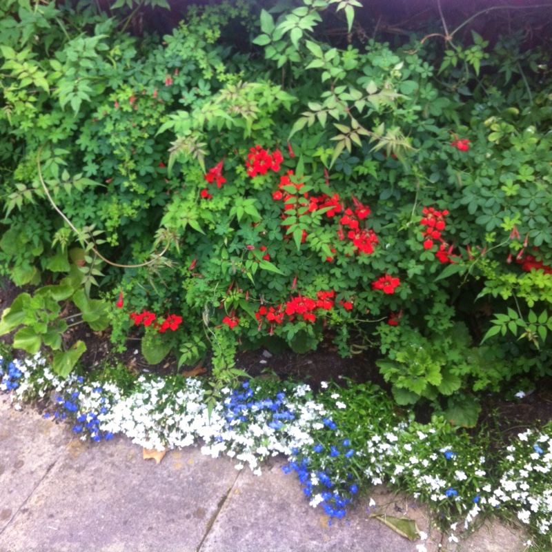 Plant image Tropaeolum speciosum