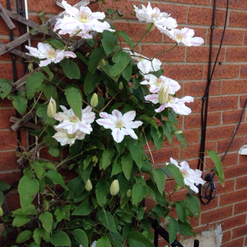 Plant image Clematis 'Andromeda'