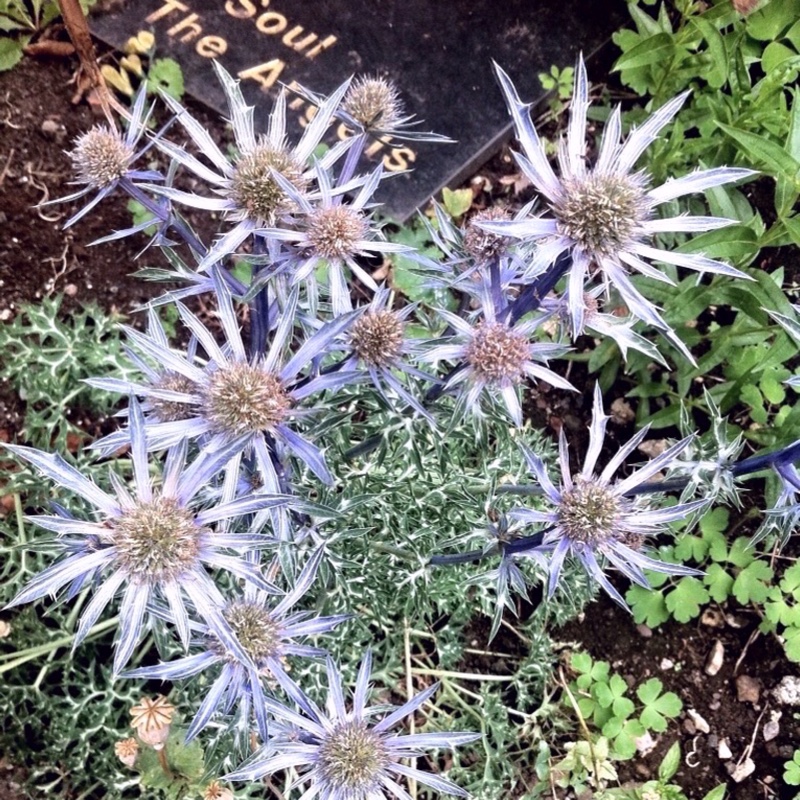 Plant image Eryngium x zabelii 'Jos Eijking' syn. Eryngium 'Sapphire Blue'