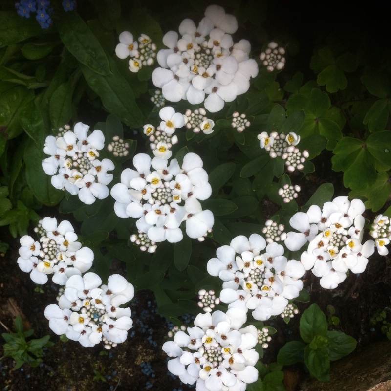 Plant image Iberis sempervirens 'Masterpiece'