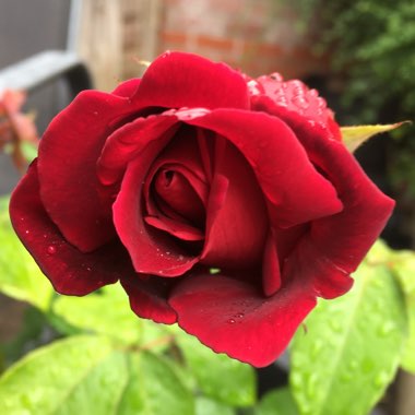 Rose 'Crimson Glory' (Hybrid Tea)