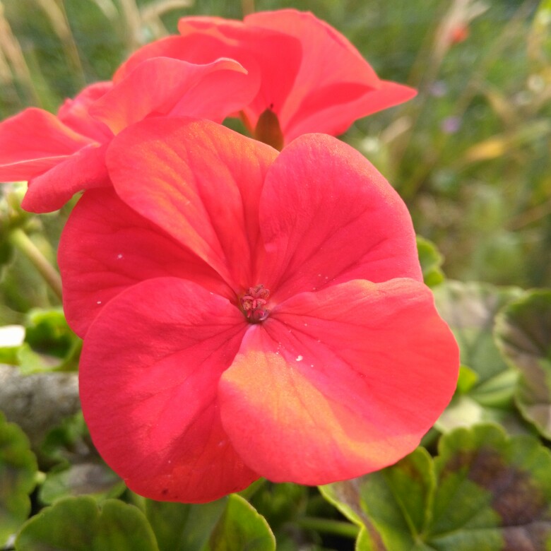 Plant image Pelargonium 'Best Red'