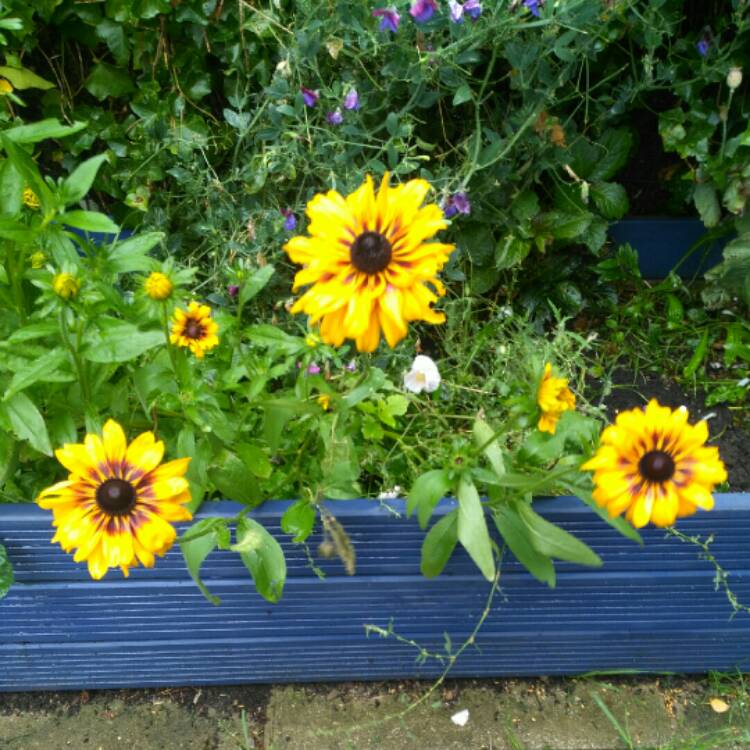 Plant image Rudbeckia hirta 'Kelvedon Star'