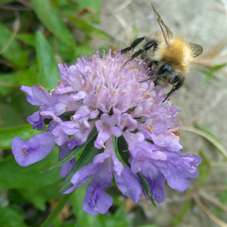 Plant image Scabiosa 'Blue Jeans'