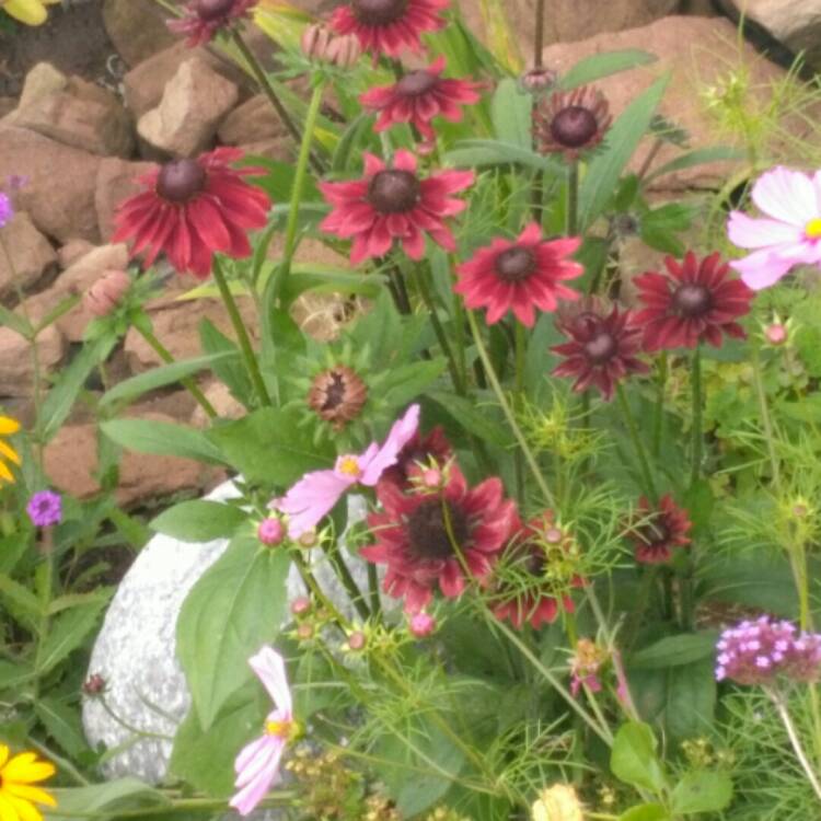 Plant image Rudbeckia hirta 'Cherry Brandy'