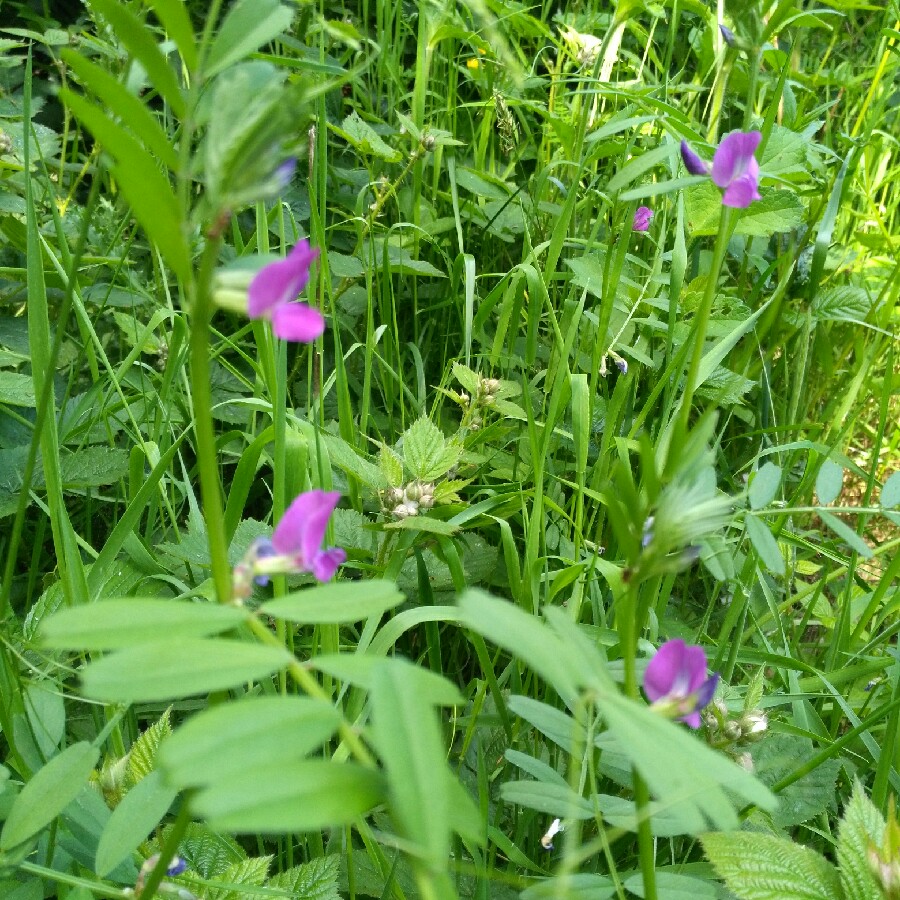 Plant image Vicia sativa syn. Vicia bacla ; Vicia communis ; Vicia glabra ; Vicia nemoralis