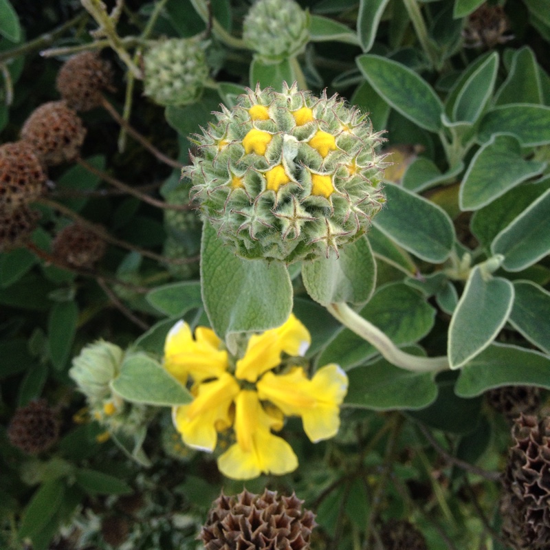 Plant image Phlomis fruticosa