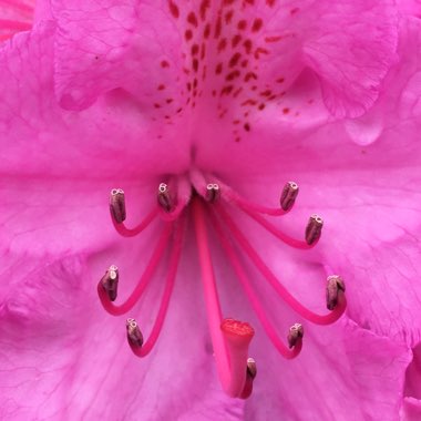 Rhododendron