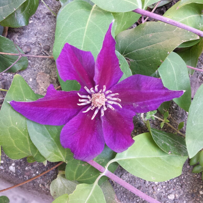 Clematis