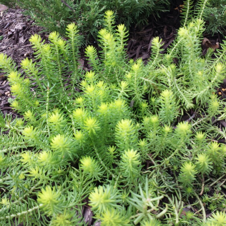 Sedum 'Rupestre Angelina'