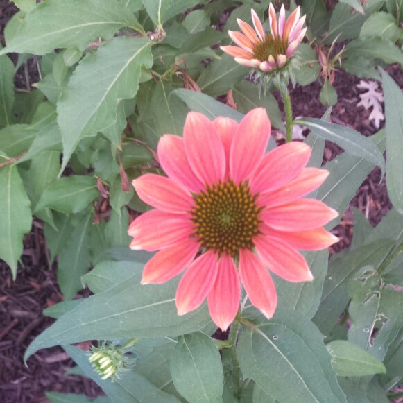 Coneflower (Echinacea)