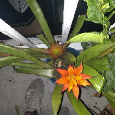 Scarlet Star Bromelaid