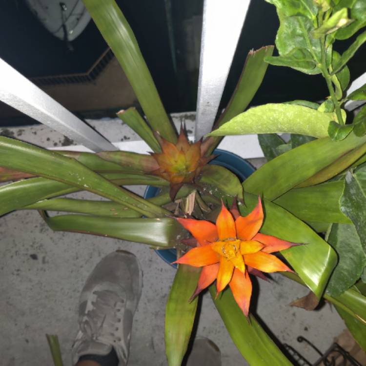 Plant image Guzmania lingulata