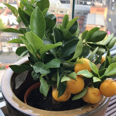 Calamondin Orange 'Oriana'