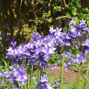 English Bluebell