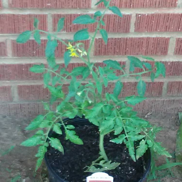 Plant image Solanum Lycopersicum 'Early Girl'