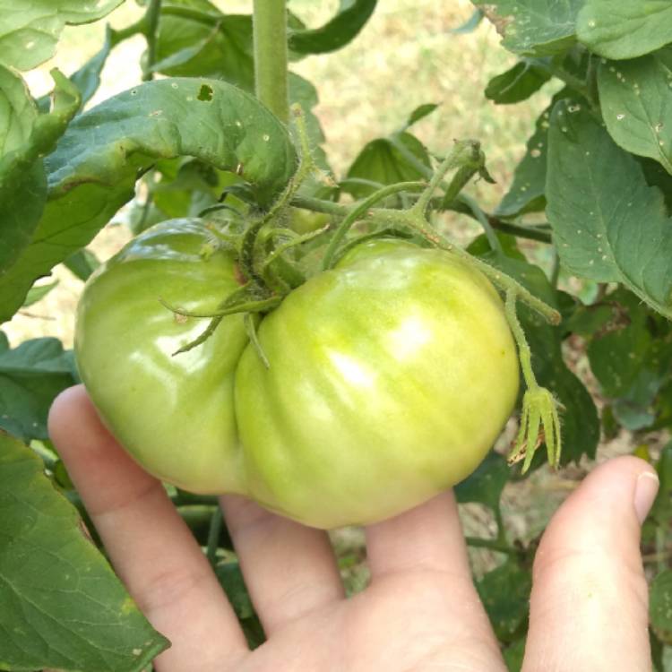 Plant image Solanum Lycopersicum 'Purple Cherokee'