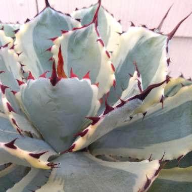 Butterfly Agave Variegated