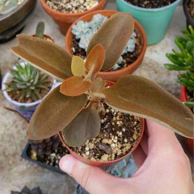 Kalanchoe orgyalis