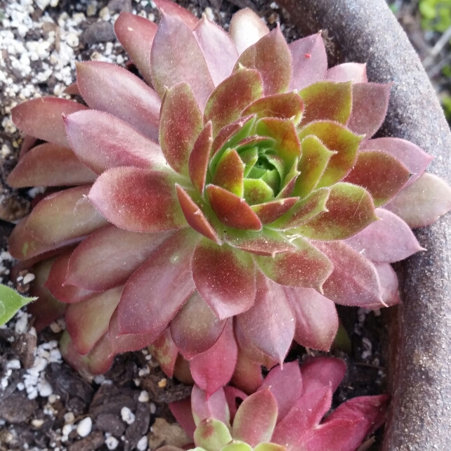 Plant image Sempervivum Rock N Roll