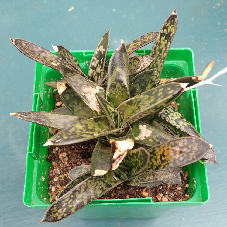 Plant image Gasteria Liliputana